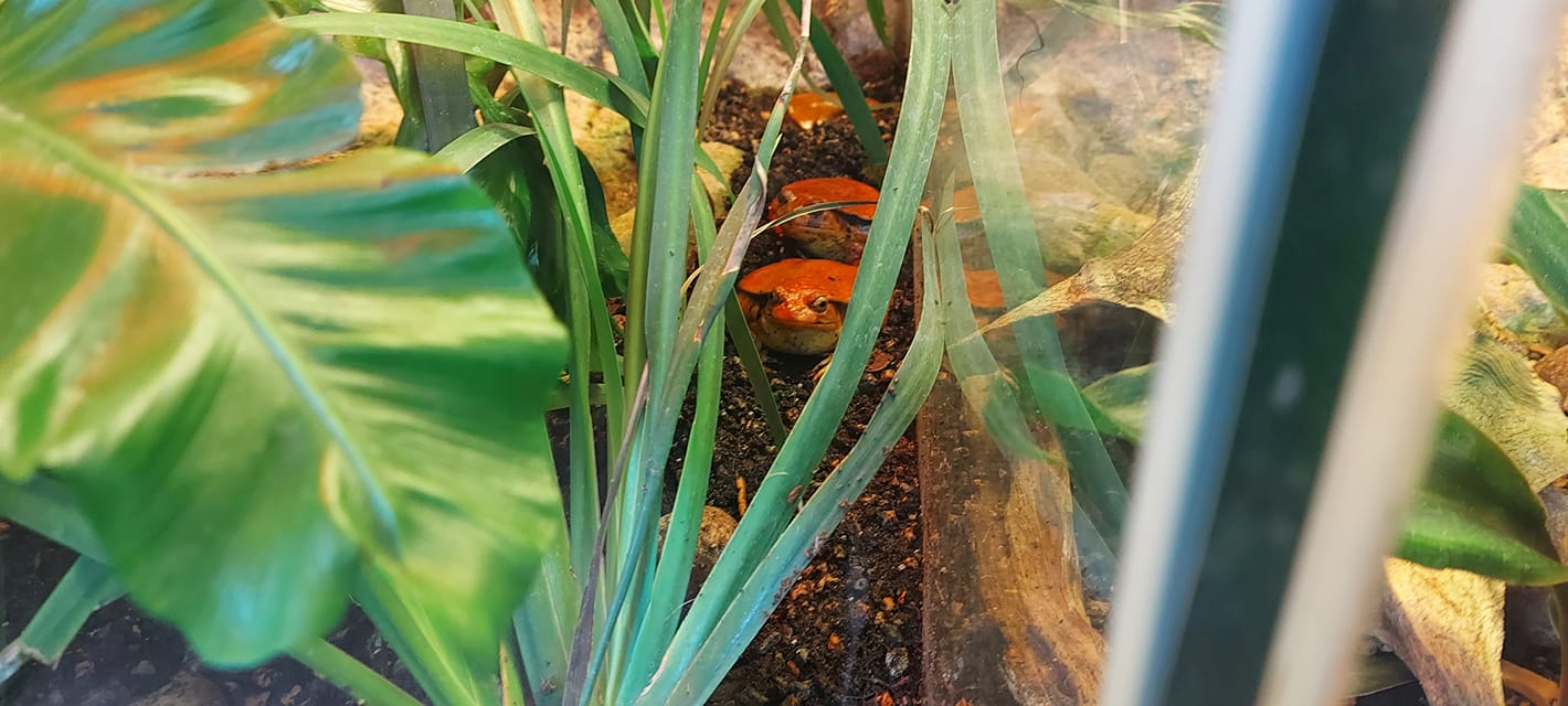 Two orange frogs rest in a terrarium filled with leaves and grasses 